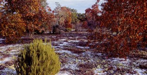 Ohoopee Dunes Preserve - The Nature Conservancy