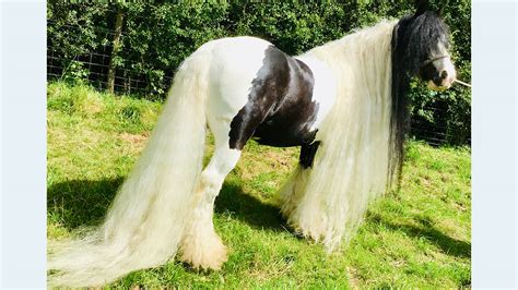 Oiling Gypsy Vanner Feather, Mane, and Tail The Horse Forum