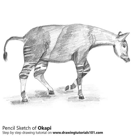Okapi Pencil Drawing How to Sketch Okapi using Pencils