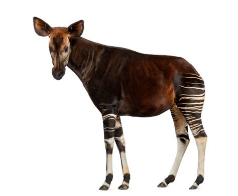 Okapi Pictures, Okapi Stock Photos & Images