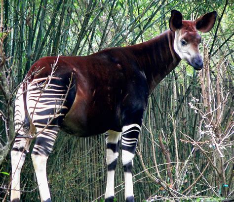 Okapi hayvanı
