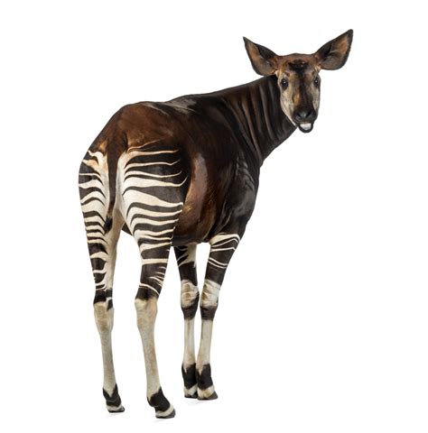 Okapis Definition & Meaning - Merriam-Webster