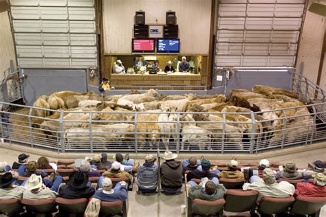 Okc west cattle prices. Oklahoma National Stockyards 7-25-23. Receipts: 6,683 Last Reported : 6,700 Year Ago: 6,771 Compared to last week: Feeder steers steady to 4.00, Feeder heifers steady to 2.00 lower. Demand moderate for feeder cattle. Steer calves 5.00-10.00 lower, Heifer calves 4.00-8.00 lower. Demand moderate to good for calves. 