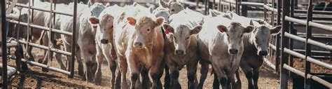 Market Reports; Oklahoma; OKC West Livestock Auction; Archived Report. 6/14/2022. Total Run: 1,500. Market Notes Compared to last week: Steer and heifer calves sold ...