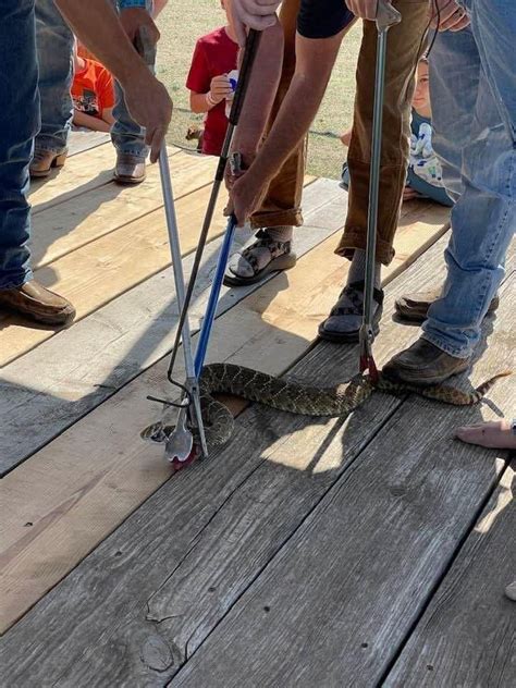 Okeene is home to the first and original rattlesnake hunt. In 2023, Okeene will be celebrating its 84th hunt. The Okeene Rattlesnake Hunt has been widely recognized by several magazines, news outlets, and documentaries from around the world.. 