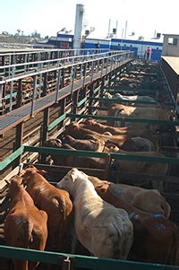Oklahoma Cattle Prices