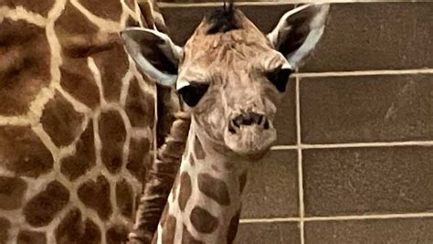 Oklahoma City Zoo announces birth of endangered giraffe calf
