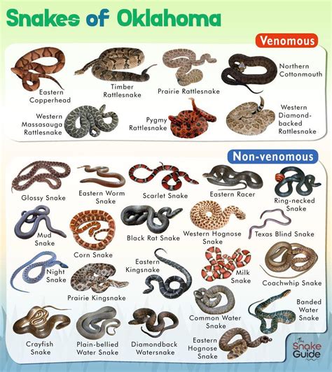 Oklahoma Snakes Identification Chart