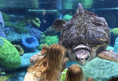 Oklahoma aquarium. The Oklahoma Aquarium is 72,000-square-foot (6,700 m2) public aquarium built in 2002 and opened on May 28, 2003 in Jenks, a southern suburb of Tulsa.The faci... 