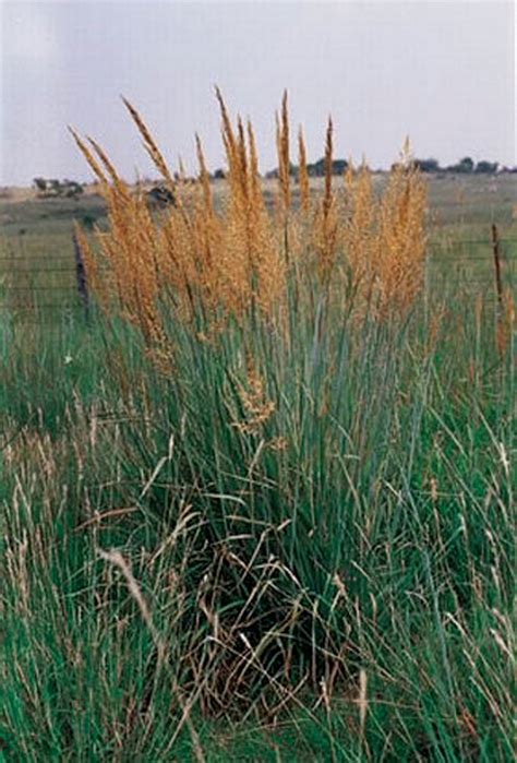 Forage production from a tallgrass prairie site on the OSU Research Range near Stillwater averaged 6,360 lbs/acre during an 11-year period, but production fluctuated yearly from 2,000 to more than 9,000 lbs/acre. Figure 4. Average annual ….