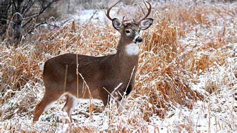 The 2021 holiday antlerless deer gun season will open in specific zones on Dec. 18 and run through Dec. 31. And the Wildlife Department is reminding everyone that “hunters in the know …take a doe!" ... Hunters Against Hunger and Oklahoma Deer Share. The holiday antlerless deer gun season offers hunters a great opportunity to donate .... 