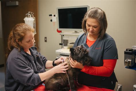 Oklahoma veterinary specialists. Things To Know About Oklahoma veterinary specialists. 