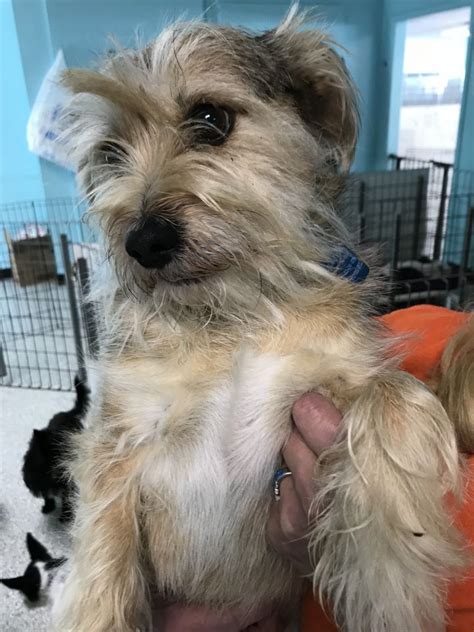 Lone Star Westie Rescue (LSWR) is an all-volunteer, donation sponsored, 501 (c) (3) non-profit organization dedicated to providing medical care, and finding forever homes for Westies. If you have a Westie in Need, please contact us at 877-561-5922 or by email at hotline@lswr.us..