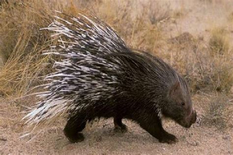 Oklu Halı ve Koltuk Yıkama