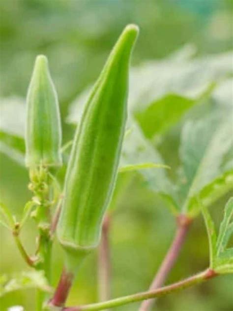 Okra Plant How to Grow, Care For and Harvest - Quick Guide