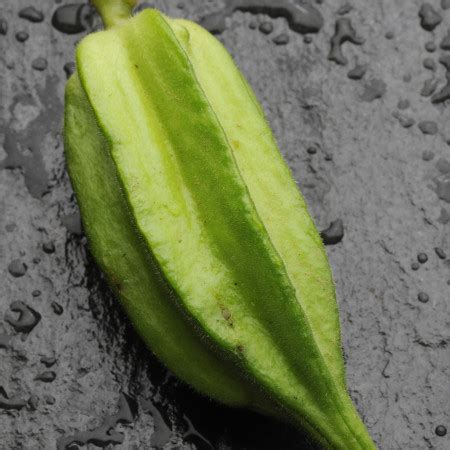 Okra Star of David CC GROW - phytotheca.com