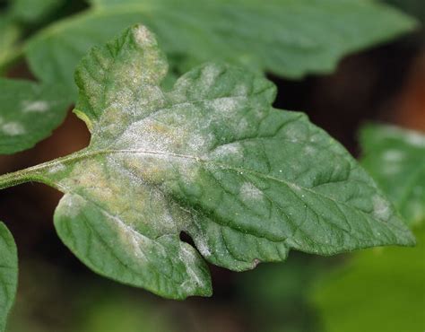 Okra Texas Plant Disease Handbook - Texas A&M …