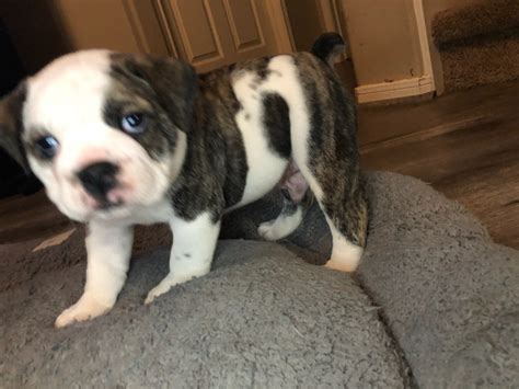 Old English Bulldog Puppies For Sale In Houston Texas