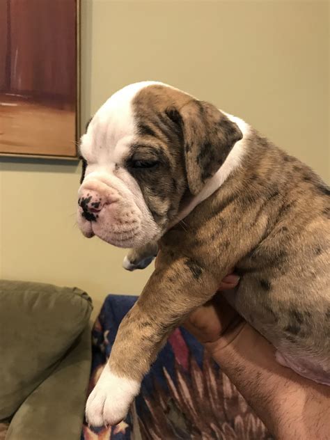 Old English Bulldog Puppies For Sale In Illinois