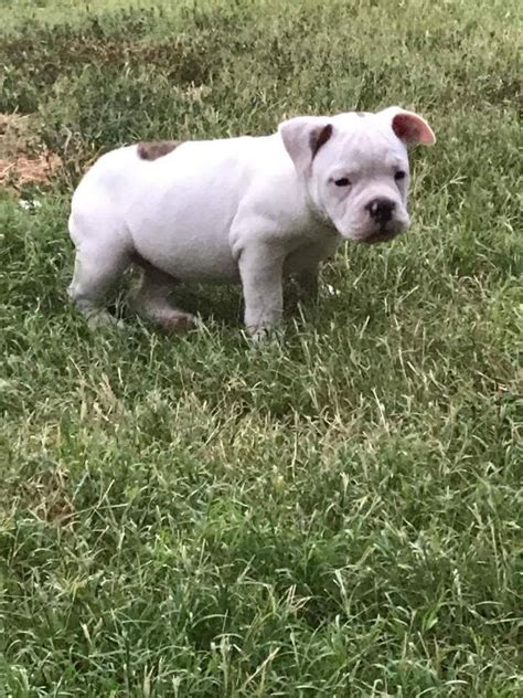 Old English Bulldog Puppies For Sale In Texas