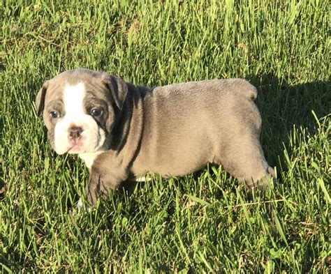 Old English Bulldog Puppies For Sale In Wisconsin