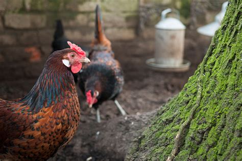 Old English Pheasant Fowl — Higher Oak Farm