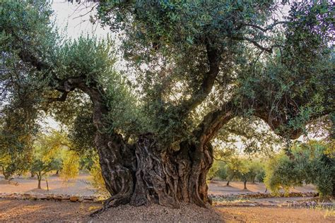 Old Olive Trees Buy Ancient & Gnarled Olive Trees from