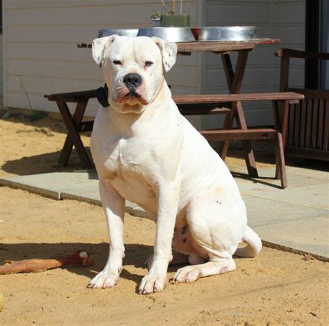 Old Southern White American Bulldog Puppies For Sale