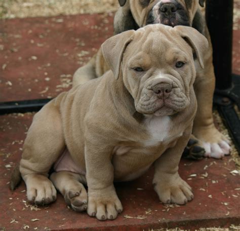 Old Tyme Bulldog Puppies For Sale