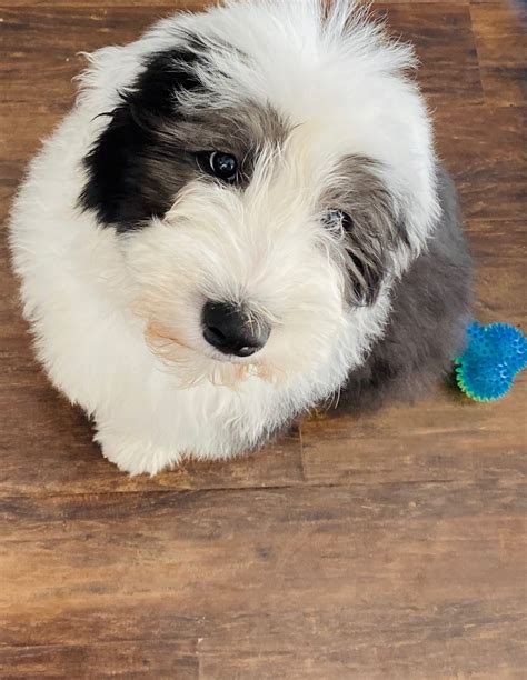 Old english sheepdog puppies for sale. With their long snouts, cute noses, short, stubby tails, floppy ears, and eyes obscured by their hair, Old English Sheepdog puppies for sale are very large and solid. Female Old English Sheepdog puppies for sale can grow up to weigh between 60 and 80 pounds, and males can weigh 70-100 lbs. They stand 21-22 inches at the withers when fully grown. 