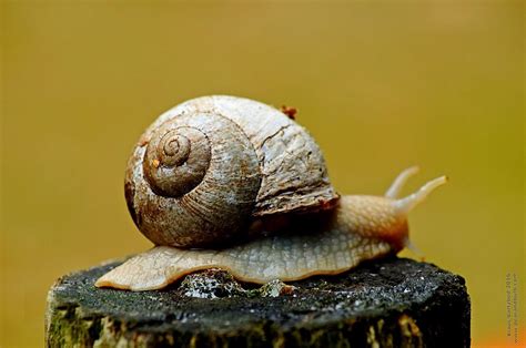 Snail is associated with wisdom, slow progress, persistence, patience, peace, self-care, and harmony. It’s a gentle creature that carries its home wherever it goes. They also symbolize self-love and self-care above everything else, retreating into their shell at the first sign of danger.. 