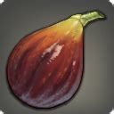 Old World Fig Seeds. Gardening. 1. 1. Old World fig seeds suitable for garden cultivation. Available for Purchase: No. Sells for 1 gil. Copy Name to Clipboard. Display Tooltip Code.. 