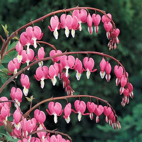 Old-Fashioned Bleeding Heart Gurney