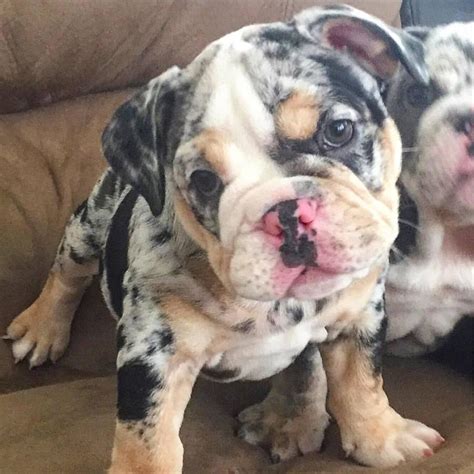 Olde English Bulldog Puppies Adoption