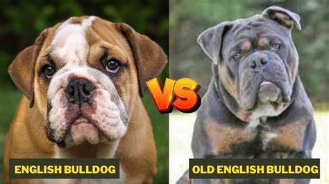 Olde English Bulldogge vs