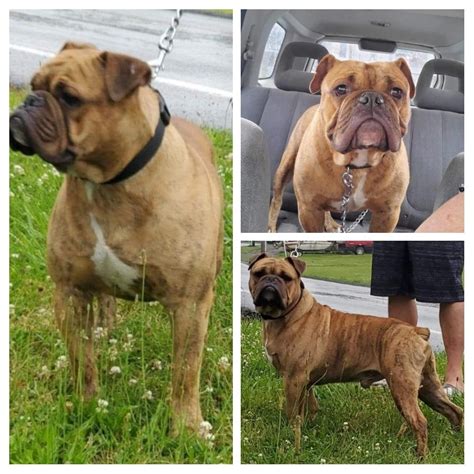 Olde english bulldogge for sale in pa. Easily search hundreds of Olde English Bulldogge puppy listings, connect directly with our community of Olde English Bulldogge breeders near Pittsburgh, PA, and start your … 
