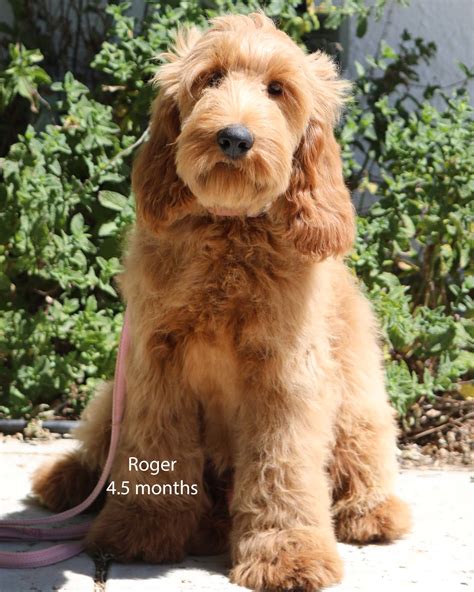 Older Trained Labradoodle Puppies That Are Breeders
