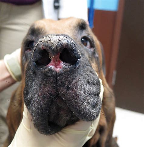 Older dog’s nose problem is treatable