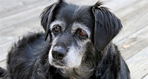 Older dogs for adoption. Things To Know About Older dogs for adoption. 