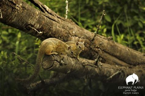 Oldest squirrel to ever live. .  <a href=http://www.repper.ro/sites/def...