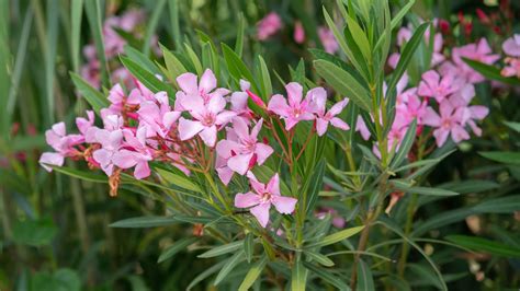 Oleander - How to Care for This Beautiful But Toxic Plant ...