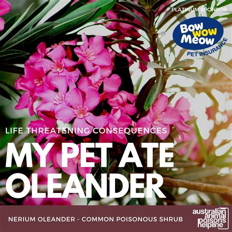 Oleander Toxic To Pets Pet Poison Helpline