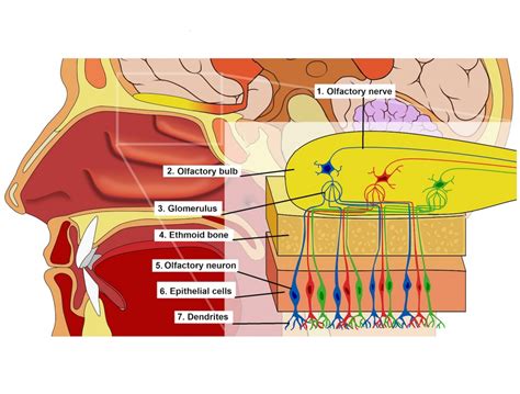 Olfactory and sensory attributes of the nose - PubMed