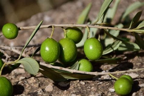 Olieria in Bologna: the city’s first extra virgin olive oil shop