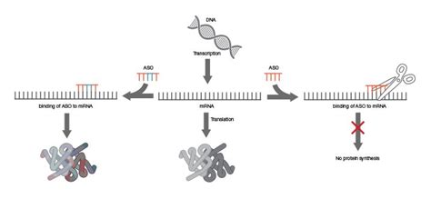 Oligonucleotides Thermo Fisher Scientific