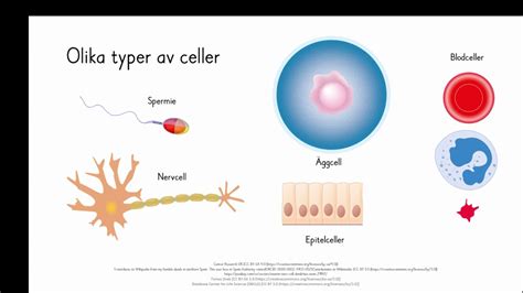 Olika typer av celler