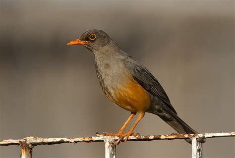 Olive Thrush (Turdus olivaceus)