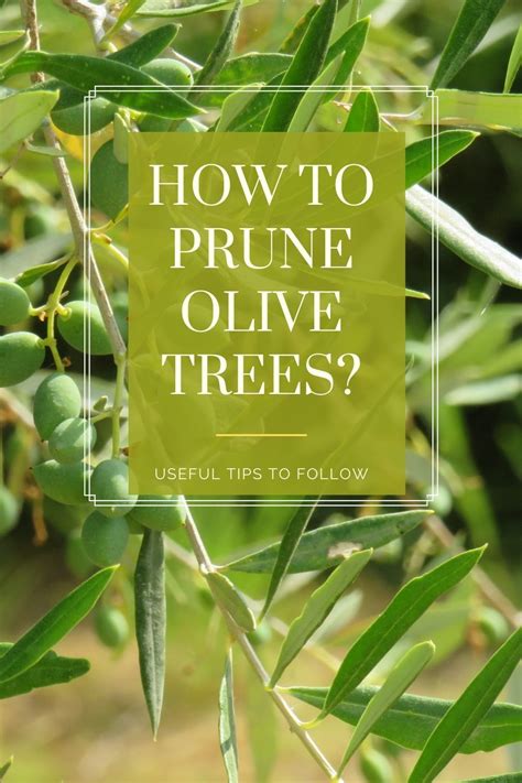 Olive Trees Care And Maintenance