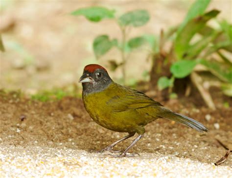 Olive finch. Things To Know About Olive finch. 