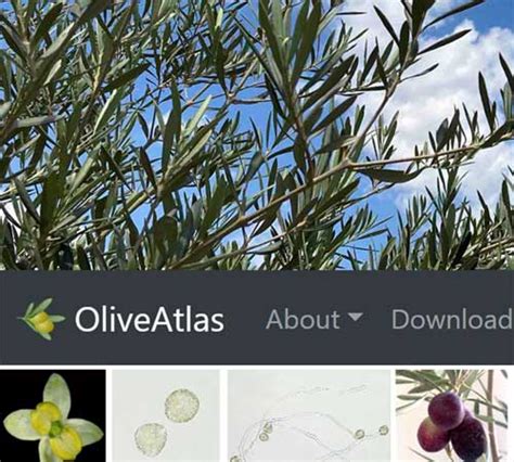 💋 Oliveatlas Onlyfans Leak [HD]
